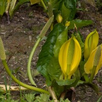 American Skunk Cabbage